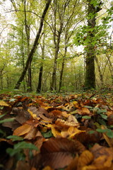 Champignon d'automne 