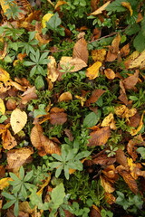 Champignon d'automne 