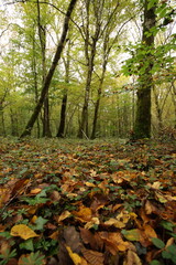 Champignon d'automne 