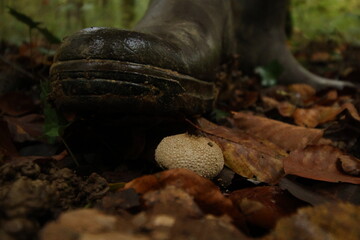 Champignon d'automne 