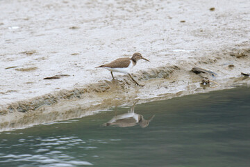 Common Sandpiper Foraging on a Muddy Shoreline