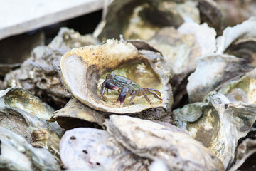 Small Crab Hiding Among a Pile of Oyster Shells