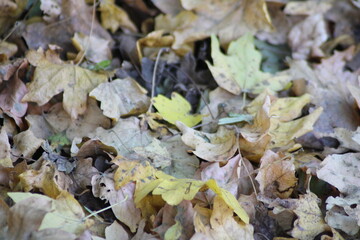 A close-up view of autumn leaves scattered on the forest floor during the fall season in a tranquil woodland setting