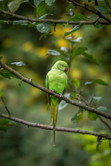 A wild parakeet in a garden in Sussex