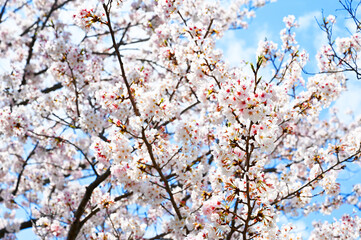 満開になった桜の花