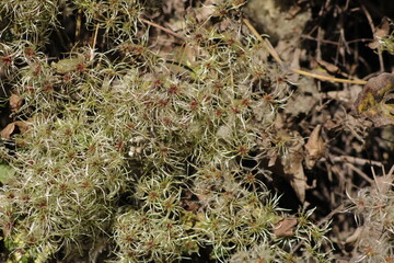 Moss-covered rocks showcasing intricate green patterns in a serene forest setting during daylight hours