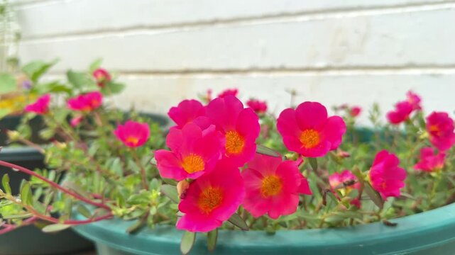 Portulaca grandiflora or moss rose flower blooming in the garden