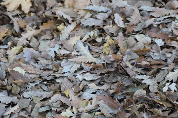 Dry autumn leaves cover the ground in a natural setting during a tranquil afternoon