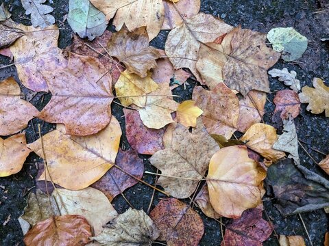 Fallen Leaves