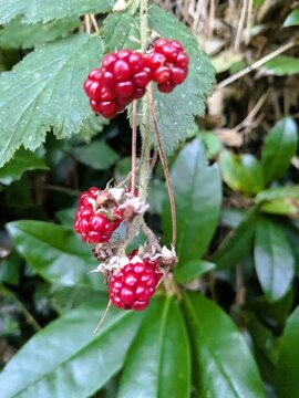 Ripe Raspberries