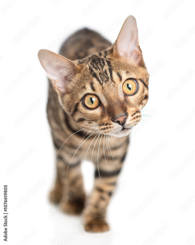 Aufkleber playful bengal cat standing in front view and looking up. isolated on white background