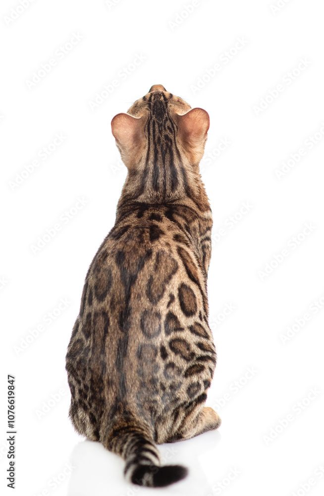 Poster bengal cat sitting in back view and looking up. isolated on white background
