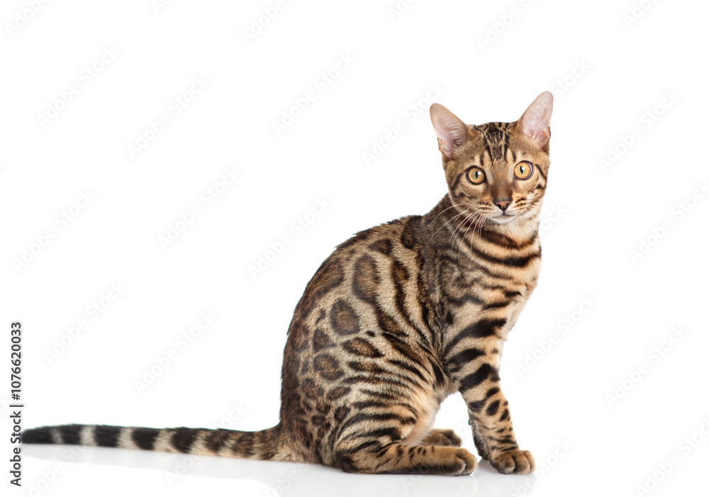 Poster bengal cat sitting in side view and looking at camera. isolated on white background