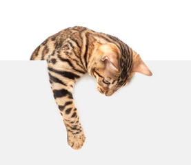 Playful bengal cat looking down above blank white banner. Isolated  on white banner