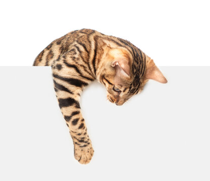 Playful bengal cat looking down above blank white banner. Isolated  on white banner