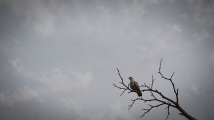 Bird on barren branch with stormy clouds