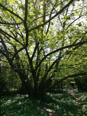Obraz premium A large, leafy tree stands in a lush green garden on a sunny day, showcasing its branches reaching outward