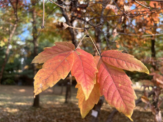 red maple leaf