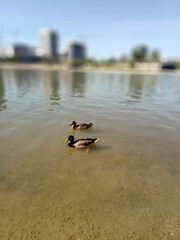 Ducks swimming peacefully in a calm urban lake on a sunny afternoon surrounded by city buildings