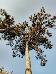 A towering pine tree stretches towards a clear sky in a serene outdoor setting during the late afternoon