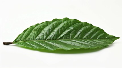 Obraz premium A Single Green Leaf Isolated on a White Background