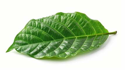 Obraz premium Single Green Leaf with Prominent Veins on White Background