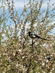 A colorful bird perched on a blooming tree in springtime, showcasing nature's beauty in a vibrant landscape