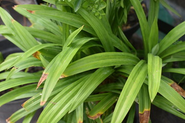 Obraz premium Photo of fresh green pandan wangi leaves