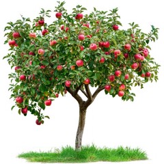 Lush apple tree with fruits