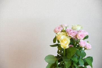 ピンクと黄色のばら