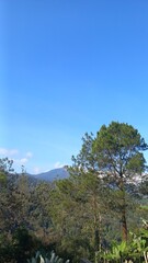 Obraz premium forest in the mountains