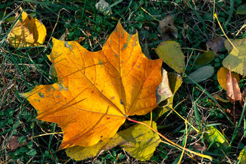 Yellow maple leaf on the forest ground