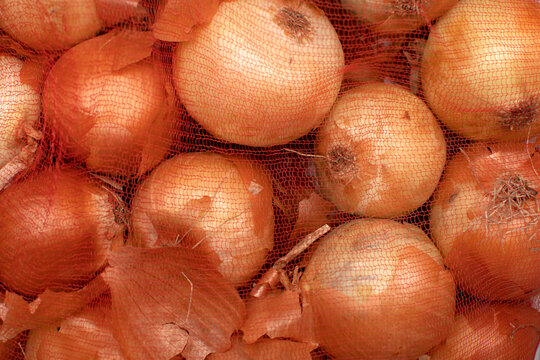 Cloce up of a ripe onions in the grid	