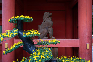 香取神宮　菊まつりと狛犬