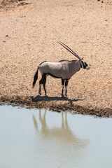 oryx antelope near water