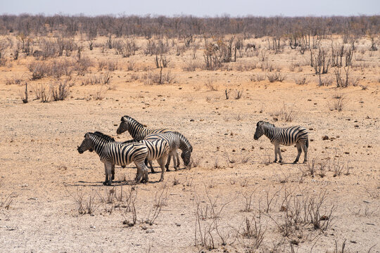 zebras herd in Etosha - Powered by Adobe