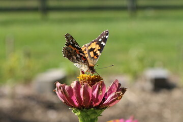 Butterfly on Zinnia in Bloom