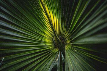 palm leaf background