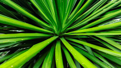 palm tree leaves