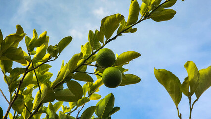 Beautiful yellow lemons on the tree