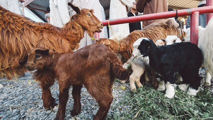 Nizwa, Oman, Traditional cattle market in Nizwa Souq. People meet every friday before eid.