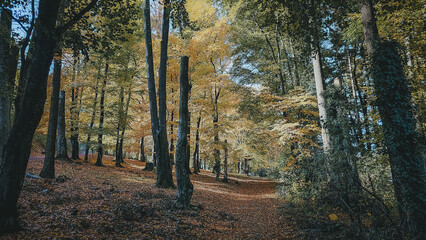 Autumnal trees in a forest, autumn scenery of a forest, vibrant colors, sun shining through the leaves, horizontal, pictorially beautiful, invites you to take a relaxing walk