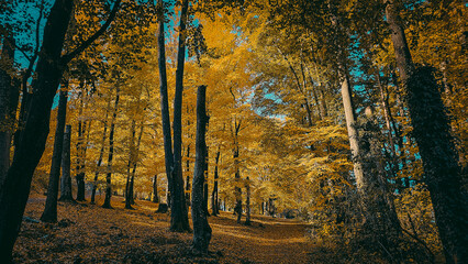 Obraz premium Autumnal trees in a forest, autumn scenery of a forest, vibrant colors, sun shining through the leaves, horizontal, pictorially beautiful, invites you to take a relaxing walk