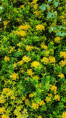 The yellow flowers are in full bloom and beautiful.