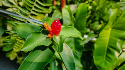 Red ginger flower; a bright red symbol of beauty during the rainy season.