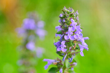 Flowering of Nepeta Hindostana or Catmint, Kashmir, INdia.