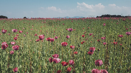 Beautyful colorful poppies field