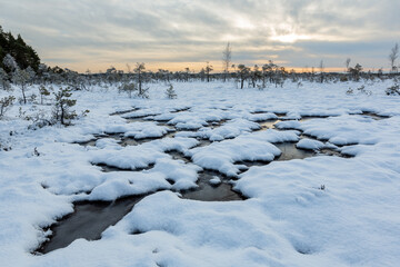 swamp on a sunny winter day with snow