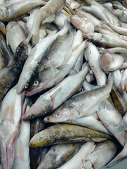 The zander is chilled. River predatory fish.