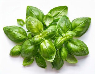 Fototapeta premium Isolated Basil Leaves on White Background - Fresh Herbs